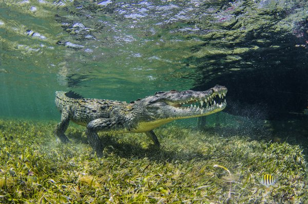 Quels sont les conseils pour un camping en région de marais avec observation des crocodiles?